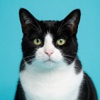 Productos para gatos